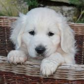 Der Welpe zieht ins neue Zuhause