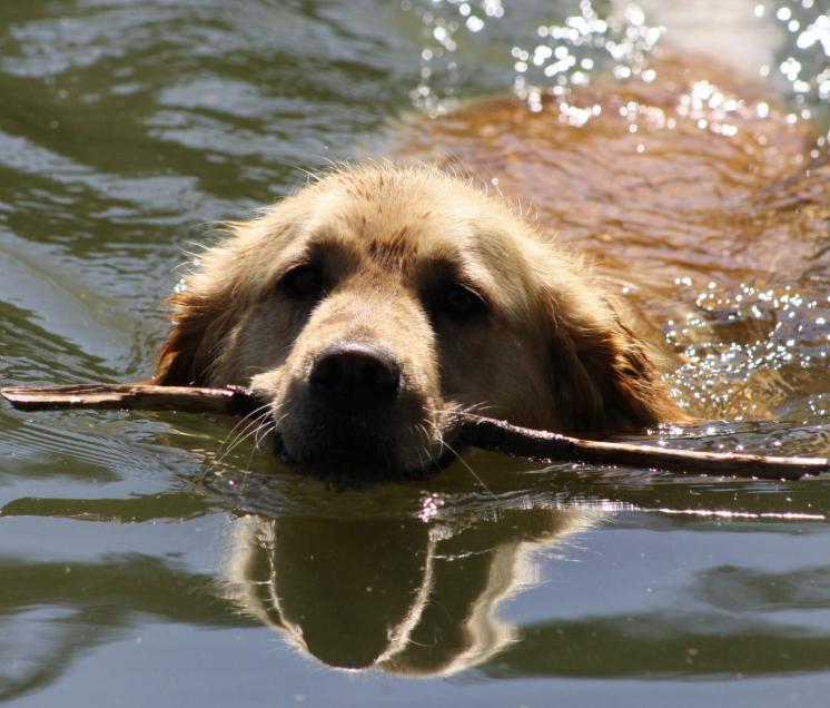 Cessy beim Stöckchen aportieren im nahegelegenen Main Donau Kanal. - Aber auch der Rothsee (fränkisches Seenland) ist nur ein paar Kilometer von uns weg, wenn's etwas mehr Wasser sein soll.