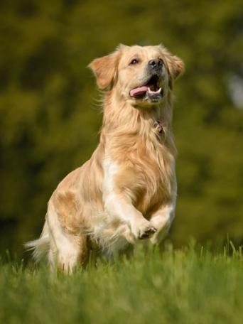 Henry vom Gälmacker *19.07.2012 HD A1 ED 0/0