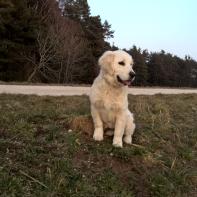 Grace vom Hembachtal