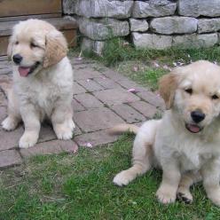 Alois vom Hembachtal