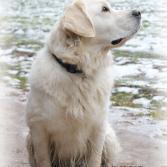 Pure Satin "A Brand New Generation"