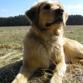 Cessy vom Hembachtal