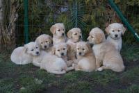 Unser I-Wurf am 10.12. leider hat sich ein kleiner "I" versteckt!