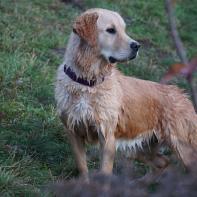 Ivory vom Hembachtal